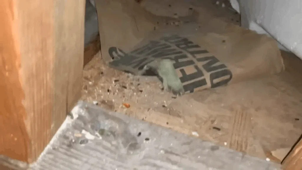 Crawl space Missoula