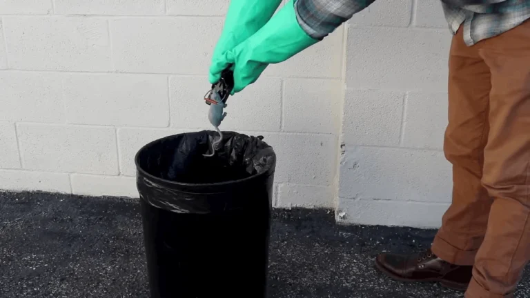 DIY vs Professional Rodent Control Montana