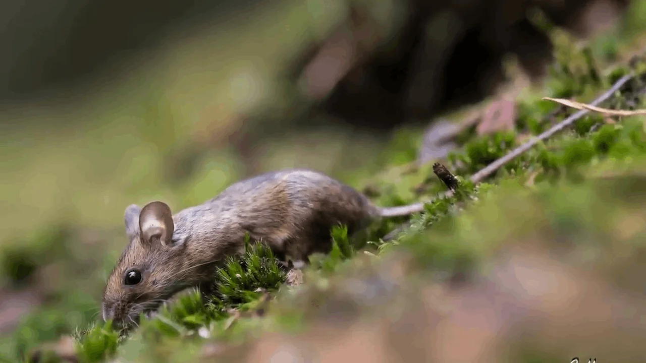 mice control missoula