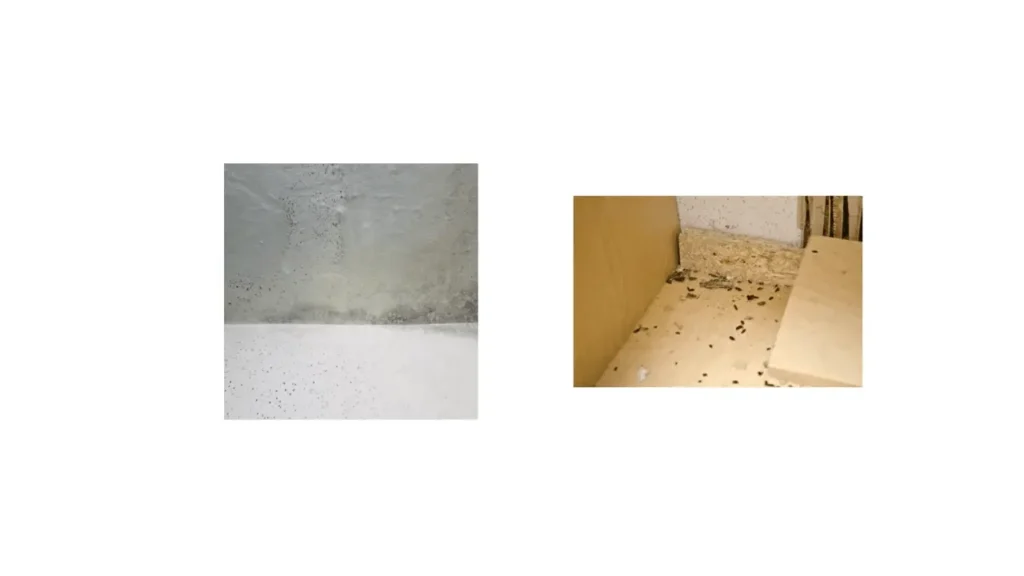 Mice Droppings signs