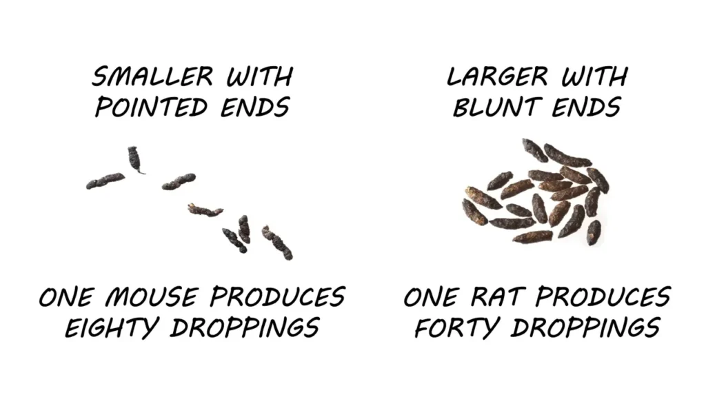 mice and rat droppings