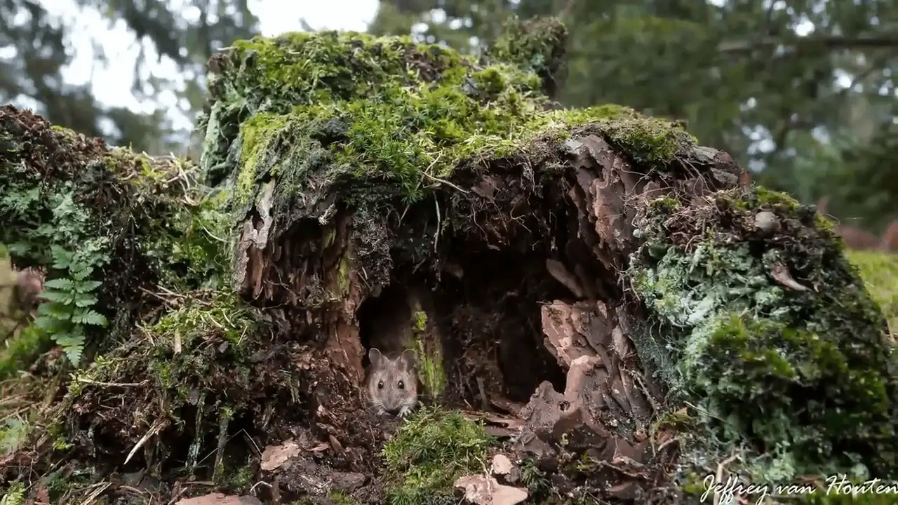 rat removal missoula