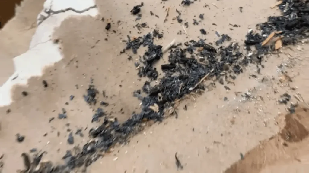 Rodent Control Westside
