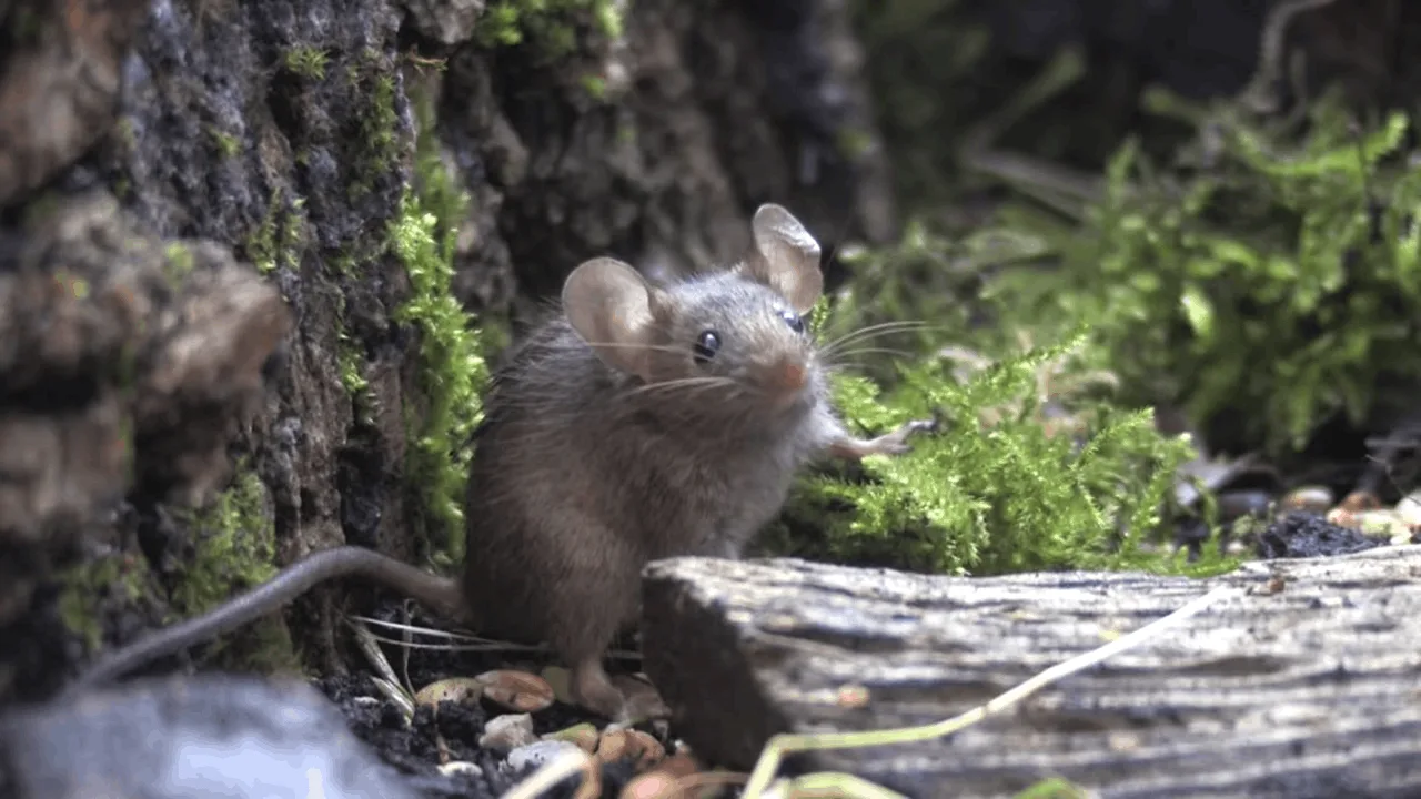 rodent proofing missoula