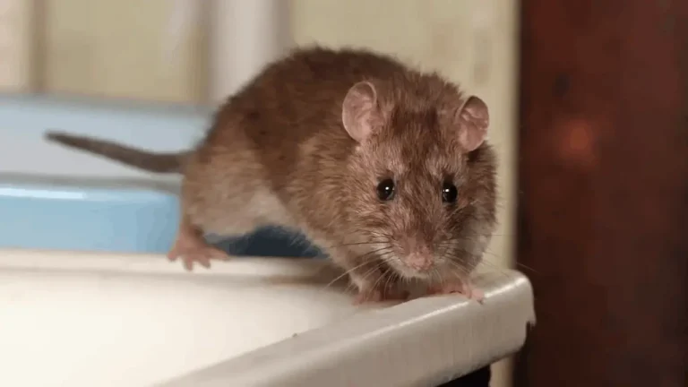 Signs You Have Mice in Your Missoula Home